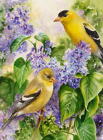 American Goldfinch Washington State bird  in watercolor by Lisa Hill