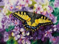 Watercolor painting of an Anise swallowtail butterfly by artist Lisa Hill
