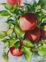Red apples in watercolor by Lisa Hill
