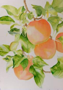 Watercolor painting demonstration of red apples step 3