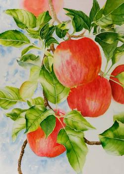 Watercolor painting demonstration of red apples step 4