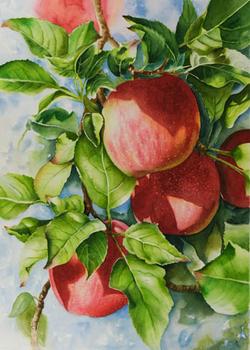 Watercolor painting demonstration of red apples step 5
