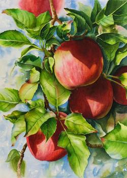 Watercolor painting demonstration of red apples step 6