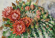 Orange barrel cactus flowers in watercolor by Lisa Hill