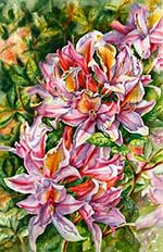 Pink & white azaleas in watercolor by Lisa Hill