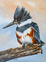 Belted Kingfisher female watercolor painting by Lisa Hill