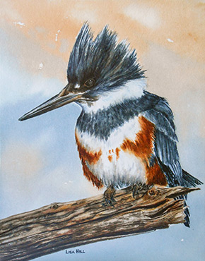 Belted Kingfisher in watercolor by artist Lisa Hill