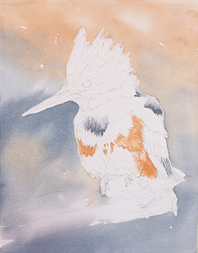 Watercolor demo of Belted Kingfisher step 1