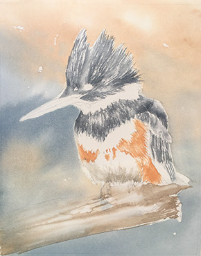 Watercolor demo of Belted Kingfisher step 2