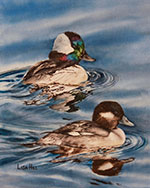 Watercolor painting of Bufflehead pair by artist Lisa Hill