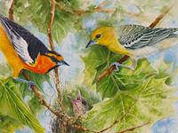 Watercolor painting of Bullock's Orioles by watercolor artist Lisa Hill