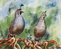 Watercolor painting of California Quial pair by artist Lisa Hill