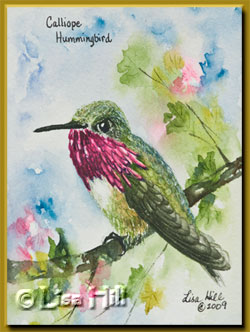 Calliope hummingbird in watercolor by Lisa Hill