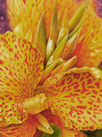 Vivid yellow Canna Lilies  in watercolor by Lisa Hill