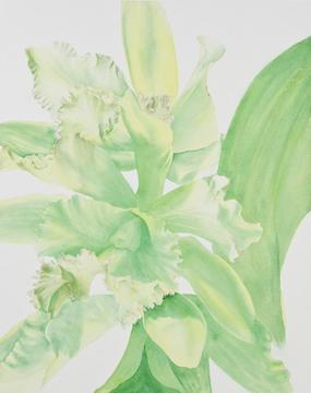 Step 2 of a demonstration of a watercolor painting of green Cattleya orchids by Lisa Hill