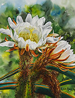 Cereus blossom by watercolor artist Lisa Hill