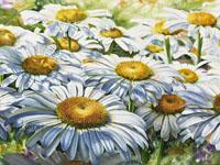 Shasta daisies with rippling shadows in watercolor by Lisa Hill