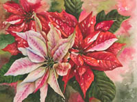 Red & white Poinsettias in watercolor by Lisa Hill