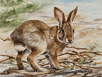 Desert Cottontail Rabbit by watercolor artist Lisa Hill