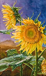 Watercolor painting of glowing, gold sunflowers by artist Lisa Hill titled "Drama Queens"