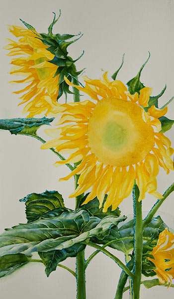 Watercolor demonstration of sunflowers by artist Lisa Hill Step 3