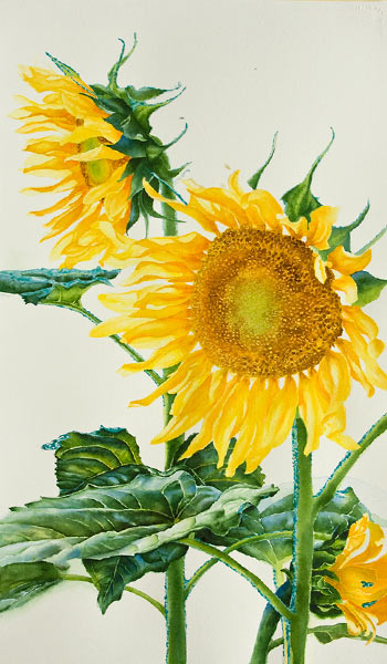 Watercolor demonstration of sunflowers by artist Lisa Hill Step 4