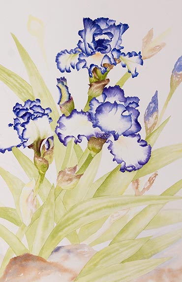 Watercolor demonstration of white & purple iris by Lisa Hll step 2