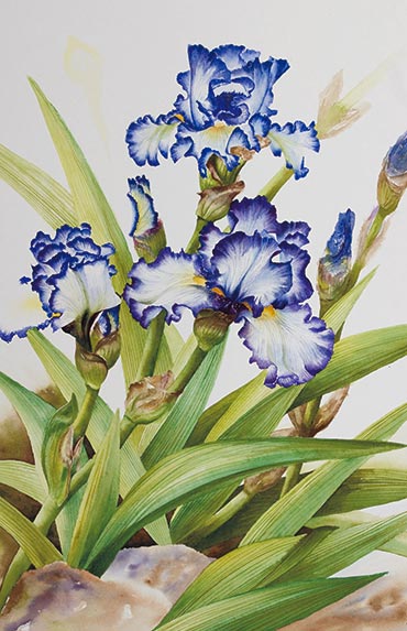 Watercolor demonstration of white & purple iris by Lisa Hll step 3