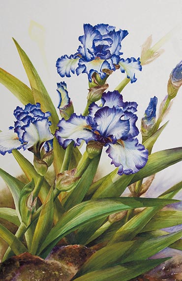 Watercolor demonstration of white & purple iris by Lisa Hll step 4