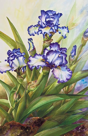 Watercolor demonstration of white & purple iris by Lisa Hll step 5