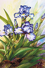 Purple & white Iris  in watercolor by Lisa Hill