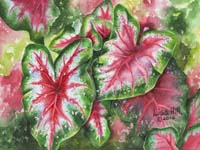Watercolor painting of red, white and green caladium in a realistic style by artist Lisa Hill