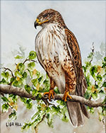 Watercolor painting of a Ferruginous Hawk by artist Lisa Hill