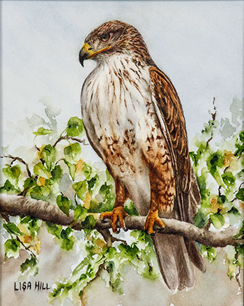 Ferruginous Hawk watercolor painting by artist Lisa Hill