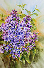 Purple lilacs in watercolor by Lisa Hill