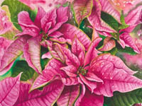 Pink Poinsettias in watercolor by Lisa Hill