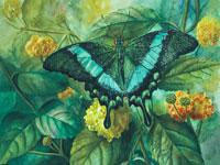 Watercolor painting of a green swallowtail by Lisa Hill
