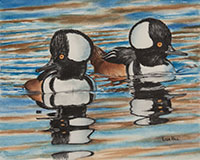 Watercolor painting of Hooded Mergansers by artist Lisa Hill