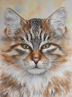 Wild long-haired tabby cat by Lisa Hill watercolor artist