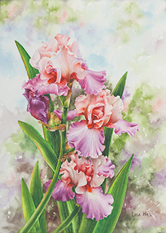 Pink & purple iris in watercolor by Lisa Hill