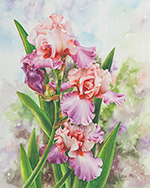 Pink & purple iris in watercolor by Lisa Hill
