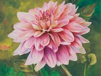 Watercolor painting of bright pink Dahlia  in watercolor by Lisa Hill