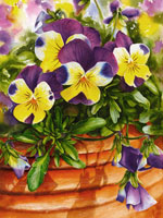 Johnny Jump-ups in watercolor by Lisa Hill