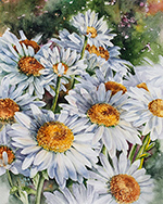 White Shasta daisies in watercolor by Lisa Hill