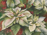 White Poinsettias in watercolor by Lisa Hill