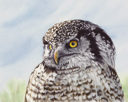 Watercolor painting of a Northern Hawk Owl by Richland WA artist Lisa Hill