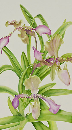 Watercolor demonstration of Lady Slipper Orchid by artist Lisa Hill Step 3