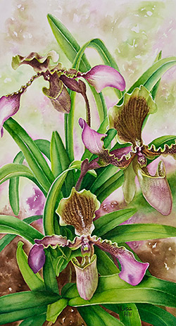 Watercolor demonstration of Lady Slipper Orchid by artist Lisa Hill