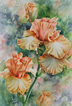 Delicately frill peach Iris  in watercolor by Lisa Hill