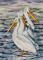 American White pelicans in watercolor by Lisa Hill